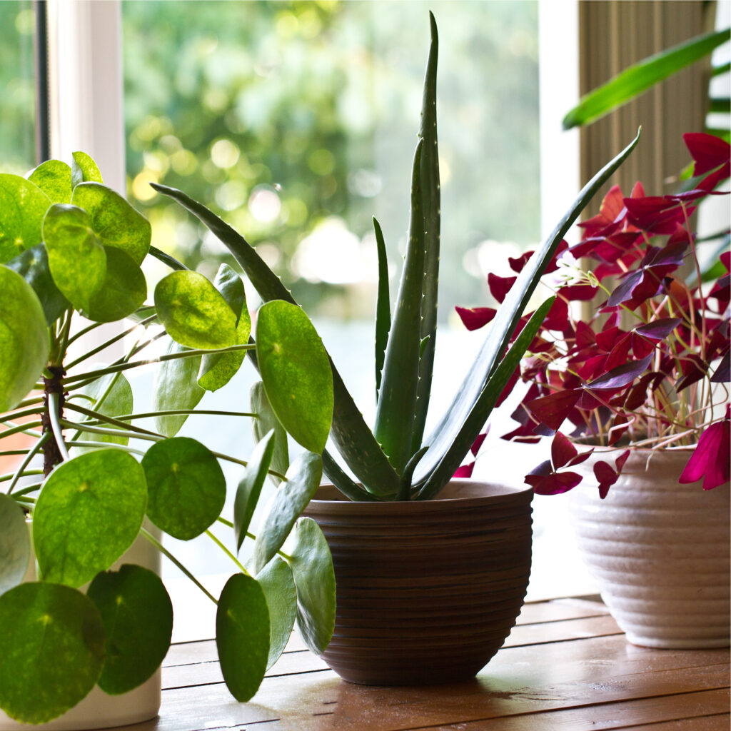 Caring for Your Indoor Plants
