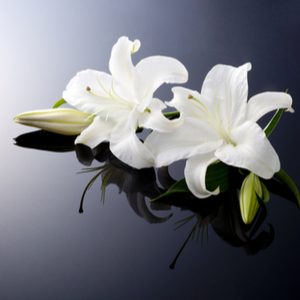 Two white Lillies on glass surface