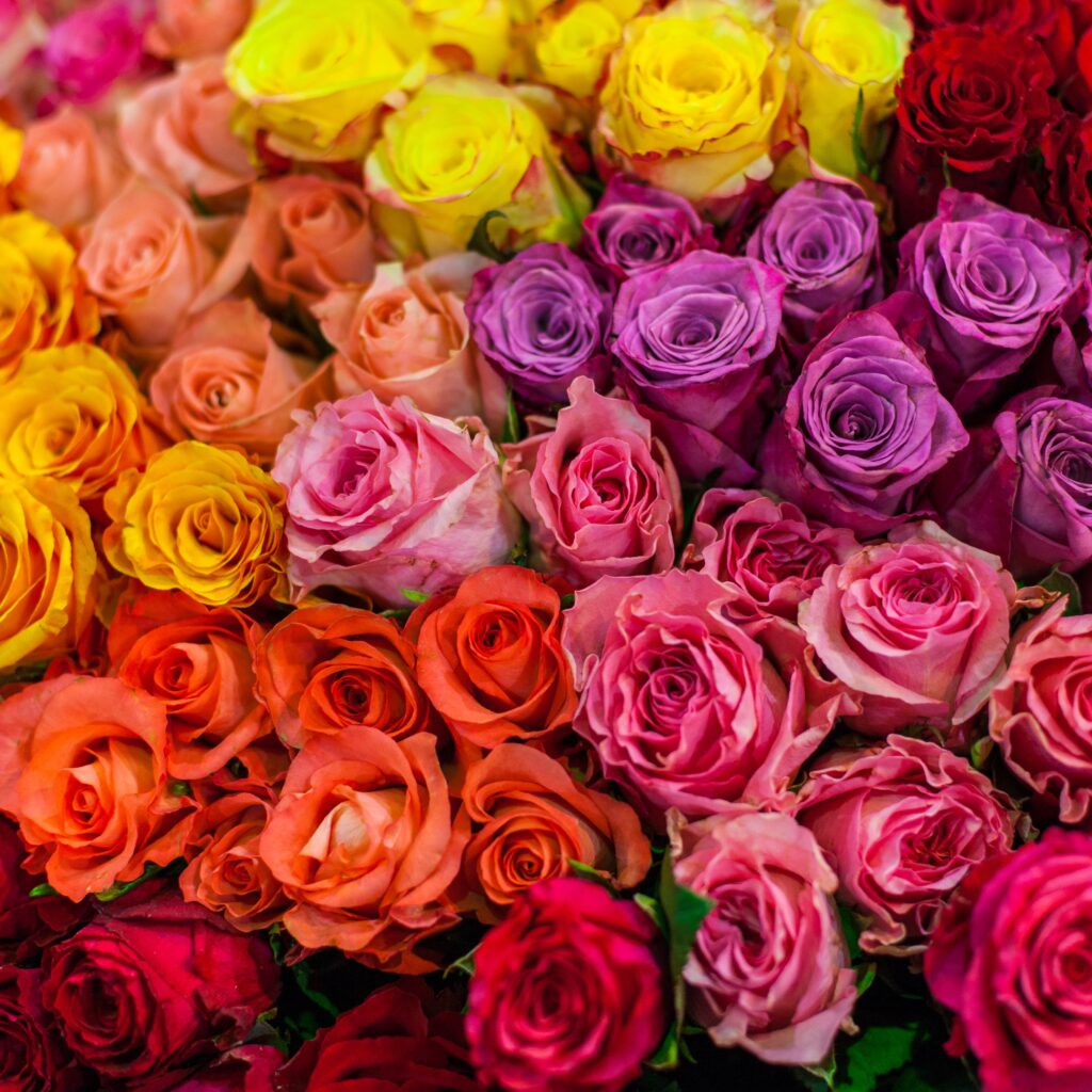the-meaning-of-flower-colours