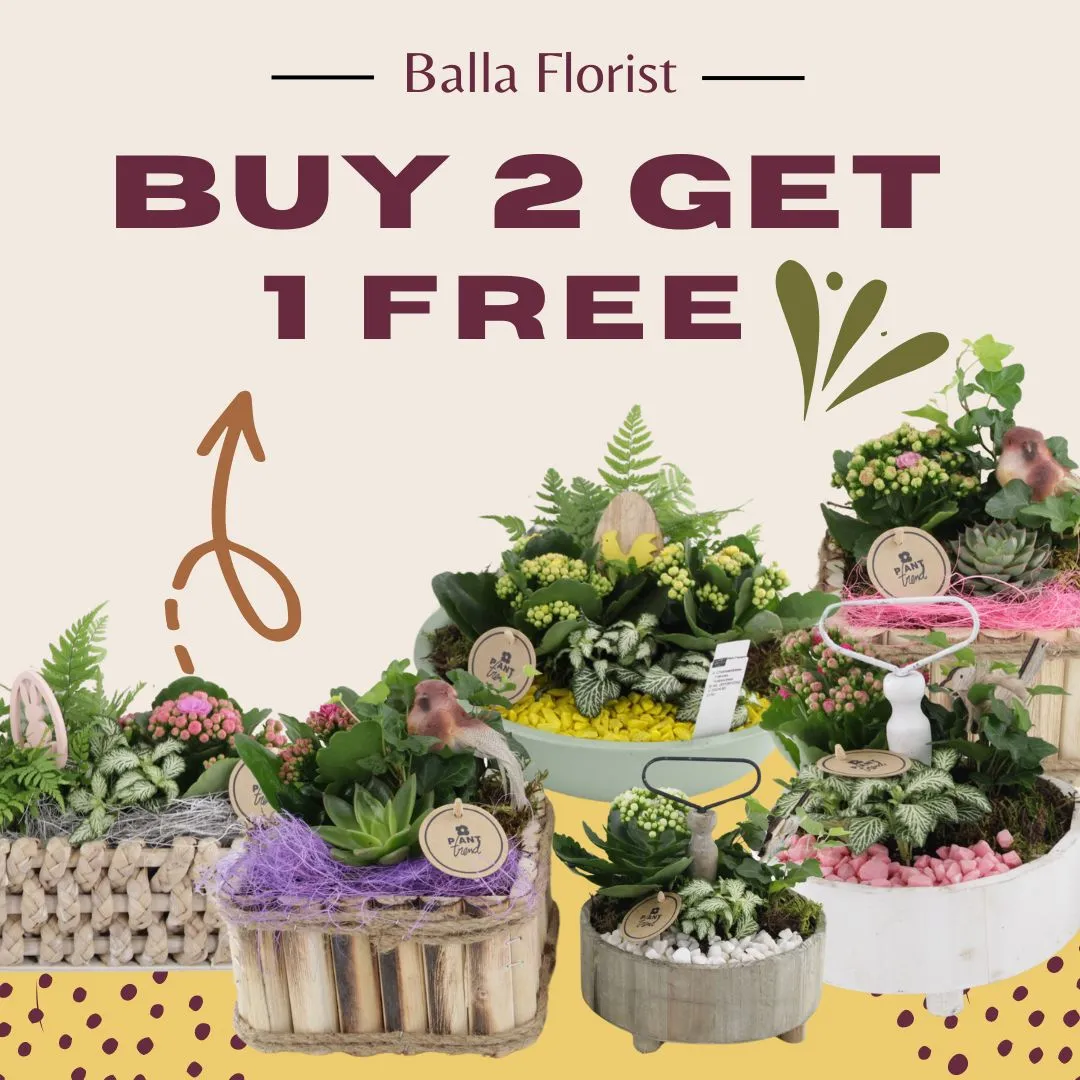 *Special Offer* 3 Floral Planters for the price of 2