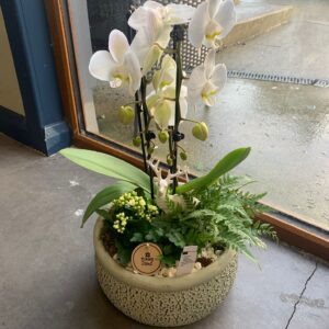 White flowers in a ceramic pot, beside a window.