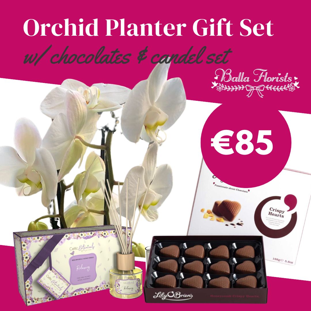 Orchid Planter Gift Set – Deluxe