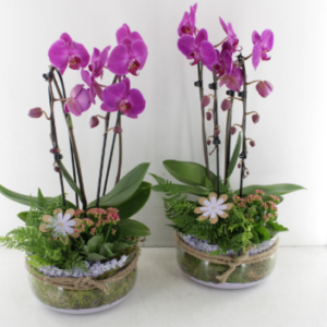 Elegant Pink Orchid Planter Arrangement Beautiful pink orchid display arranged in a decorative glass planter with natural moss, stones, and seasonal greenery. Perfect for gifts, home décor, or special occasions.