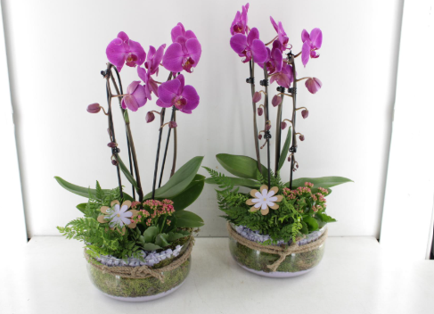 Pink Orchid Arrangement