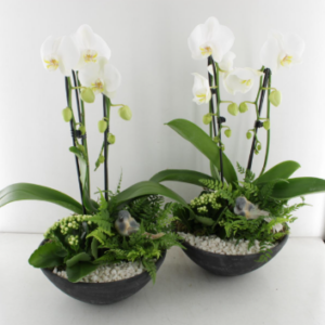 White Orchid Arrangement