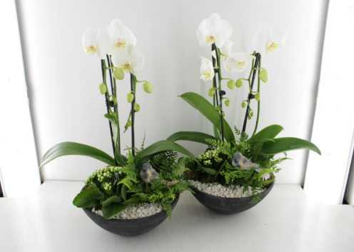White Orchid Arrangement